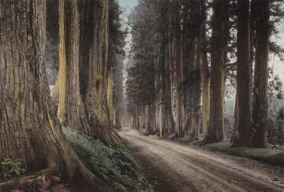 Japan, ca. 1912: Cryptomeria Road, Nikko door Photographer Japanese