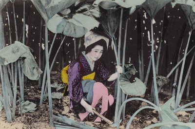 Japan, ca. 1912: Enorme moerasrabarber, wilde plant, Akita door Photographer Japanese