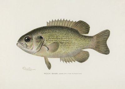 Rotsbaars (Amploplites rupestris) Door Sherman F. Denton (1856–1937) door Pictufy