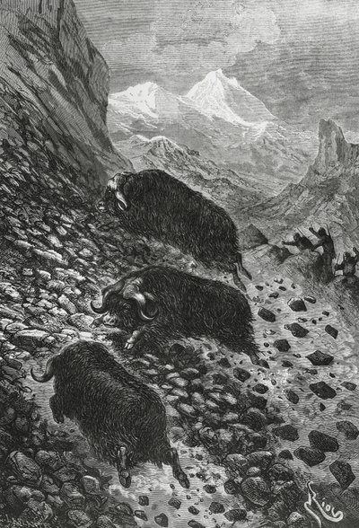 Muskusossen, houtsnede door Edouard Riou (1833-1900) door Blaise Nicolas Le Sueur