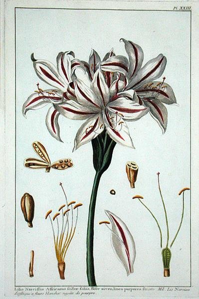 Lilio Narciffus Affricanus uit 