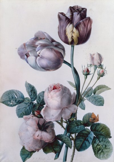 Een koolroos, twee tulpen, een kleine gehakkelde aurelia, gele weide door Pierre Joseph Redouté