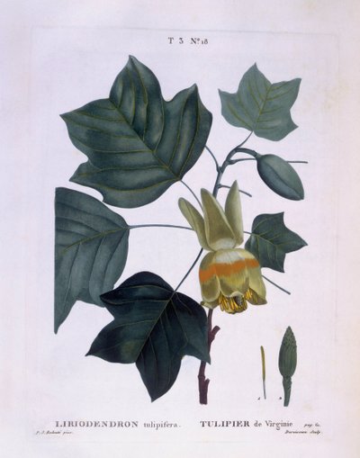 Amerikaanse tulpenboom (Liriodendron tulipifera), Henry Louis Duhamel du Monceau, botanische plaat door Pierre Joseph Redouté door Pierre Joseph Redouté