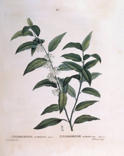 Andromeda acuminata, botanische plaat door Pierre Joseph Redouté door Pierre Joseph Redouté