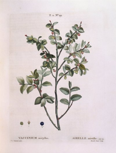 Bosbes (Vaccinium myrtillus), botanische plaat door Pierre Joseph Redouté door Pierre Joseph Redouté