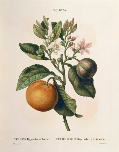 Bittere sinaasappel (Citrus aurantium) met violette vrucht door Pierre Joseph Redouté (1759-1840) door Pierre Joseph Redouté