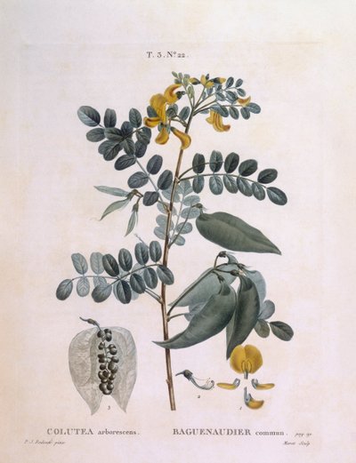 Blaasjesstruik (Colutea arborescence), botanische plaat door Pierre Joseph Redouté door Pierre Joseph Redouté