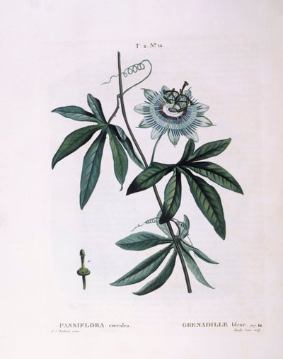 Blauwe passiebloem (Passiflora caerulea), botanische plaat door Pierre Joseph Redouté door Pierre Joseph Redouté