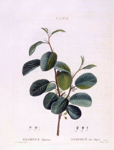 Vuilboom (Rhamnus alpinus), botanische plaat door Pierre Joseph Redouté door Pierre Joseph Redouté