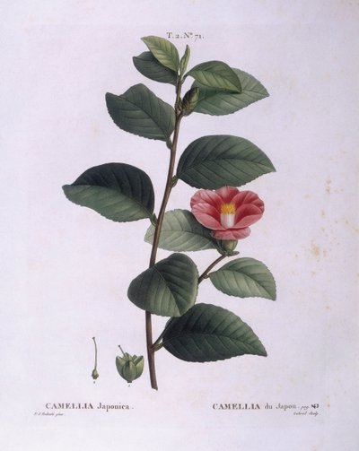 Camellia (Camellia japonica), botanische plaat door Pierre Joseph Redouté door Pierre Joseph Redouté