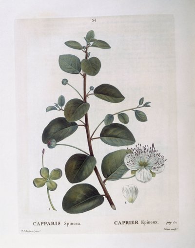 Kappertjesplant (Capparis spinosa), botanische plaat door Pierre Joseph Redouté door Pierre Joseph Redouté