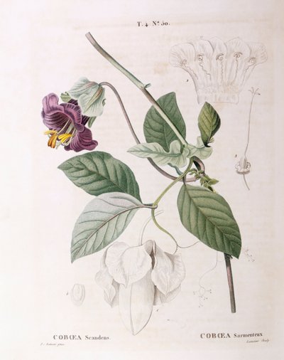 Beker en schotel wijnstok (Cobaea scandens), botanische plaat door Pierre Joseph Redouté door Pierre Joseph Redouté