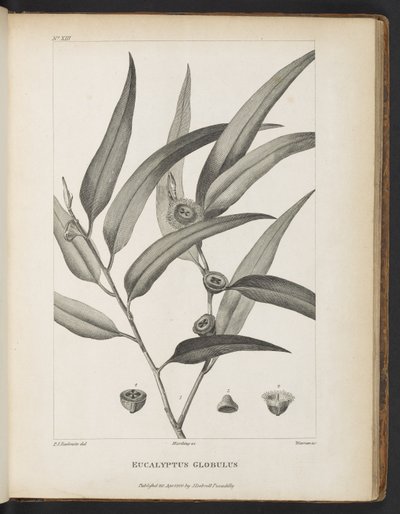 Eucalyptus Globulus uit 
