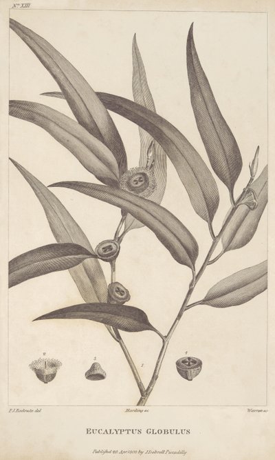 Eucalyptus Globulus uit 
