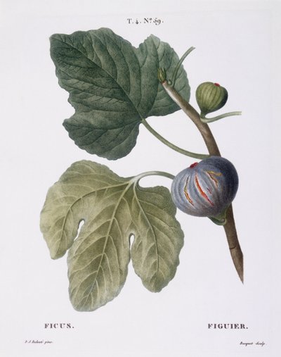 Vijg (Ficus), botanische plaat door Pierre Joseph Redouté door Pierre Joseph Redouté