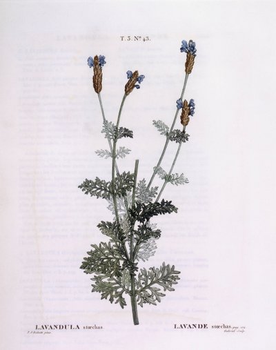 Franse Lavendel (Lavandula stoechas), Henry Louis Duhamel du Monceau, botanische plaat door Pierre Joseph Redouté door Pierre Joseph Redouté