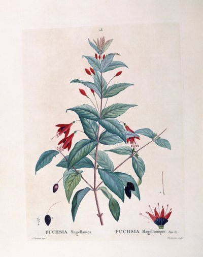 Fuchsia (Fuchsia magellanica), Henry Louis Duhamel du Monceau, botanische plaat door Pierre Joseph Redouté door Pierre Joseph Redouté
