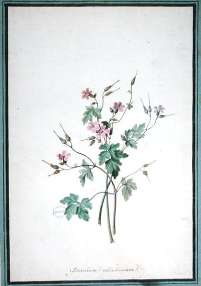 Geranium Robertianum door Pierre Joseph Redouté