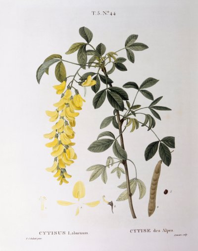 Gouden regen (Cytisus laburnum), botanische plaat door Pierre Joseph Redouté door Pierre Joseph Redouté