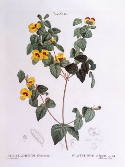 Mooie platpeul (Platylobium formosum), Henry Louis Duhamel du Monceau, botanische plaat door Pierre Joseph Redouté door Pierre Joseph Redouté