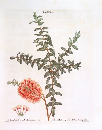 Heuvelstruik (Melaleuca hypericifolia), Henry Louis Duhamel du Monceau, botanische plaat door Pierre Joseph Redouté door Pierre Joseph Redouté