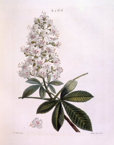 Paardenkastanje (Aesculus hippocastanum), botanische plaat door Pierre Joseph Redouté door Pierre Joseph Redouté