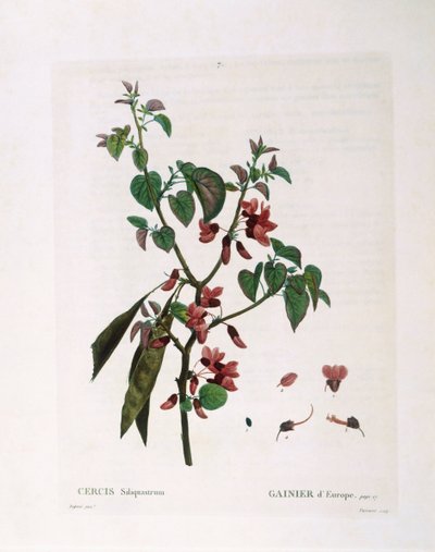 Judasboom (Cercis siliquastrum), botanische plaat door Pierre Joseph Redouté door Pierre Joseph Redouté