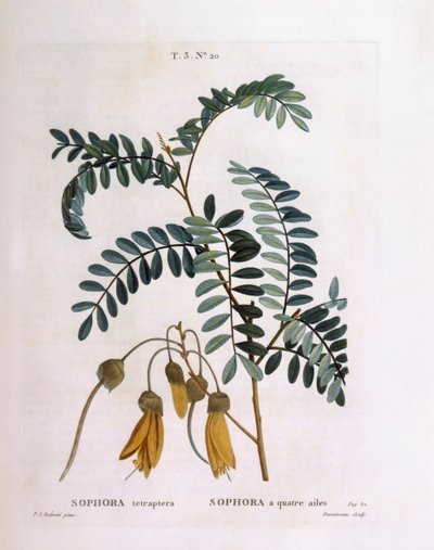 Kowhai (Sophora tetraptera of Edwardsia grandiflora), botanische plaat door Pierre Joseph Redouté door Pierre Joseph Redouté