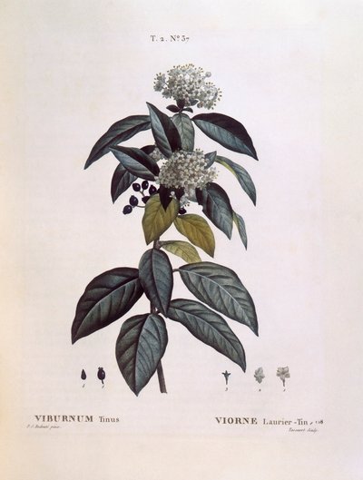 Laurier (Viburnum tinus), botanische plaat door Pierre Joseph Redouté door Pierre Joseph Redouté