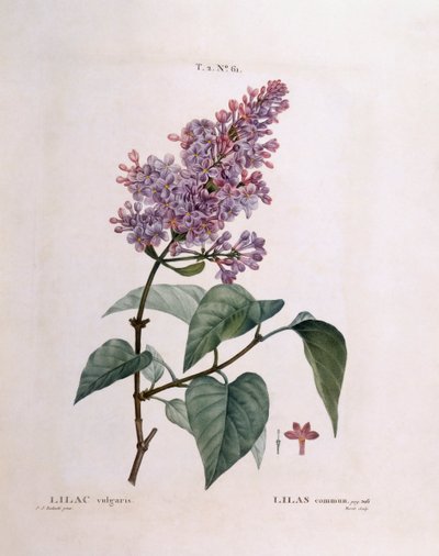 Sering (Syringa vulgaris), botanische plaat door Pierre Joseph Redouté door Pierre Joseph Redouté