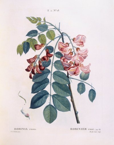 Robinia (Robinia rosea), Henry Louis Duhamel du Monceau, botanische plaat door Pierre Joseph Redouté door Pierre Joseph Redouté