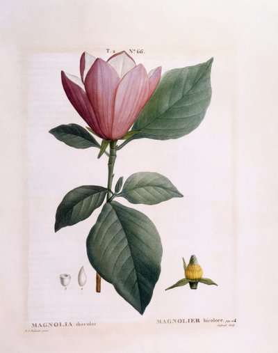 Magnolia (Magnolia discolour), botanische plaat door Pierre Joseph Redouté door Pierre Joseph Redouté