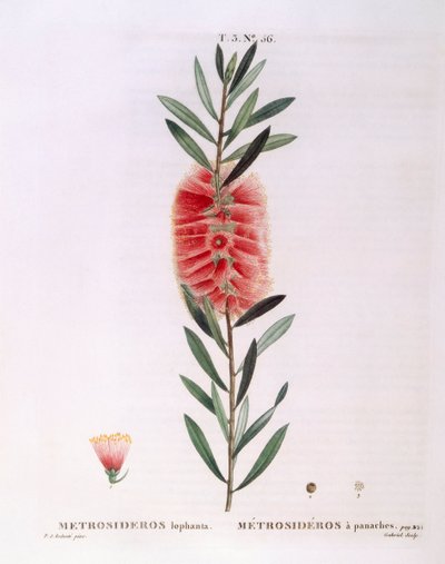 Metrosideros Lophanta, botanische plaat door Pierre Joseph Redouté door Pierre Joseph Redouté