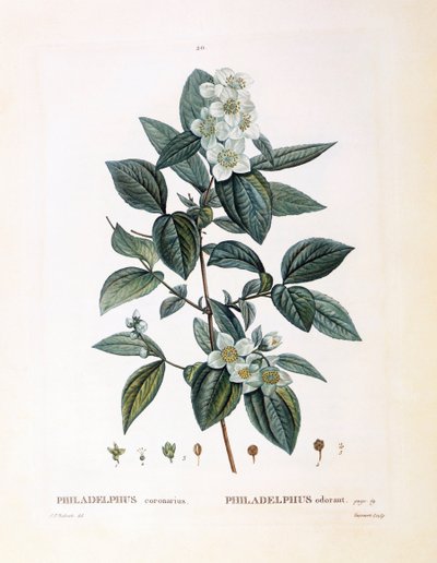 Schijnoranjebloesem (Philadelphus coronarius), botanische plaat door Pierre Joseph Redouté door Pierre Joseph Redouté