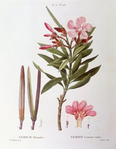Oleander (Nerium oleander), botanische plaat door Pierre Joseph Redouté door Pierre Joseph Redouté