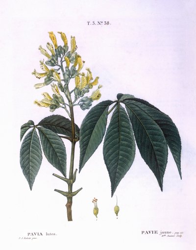Pavia lutea, Henry Louis Duhamel du Monceau, botanische plaat door Pierre Joseph Redouté door Pierre Joseph Redouté