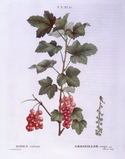 Rode bes (Ribes rubrum), Henry Louis Duhamel du Monceau, botanische plaat door Pierre Joseph Redouté door Pierre Joseph Redouté