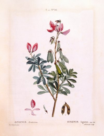 Kruipend stalkruid (Ononis fruticosa), botanische plaat door Pierre Joseph Redouté door Pierre Joseph Redouté