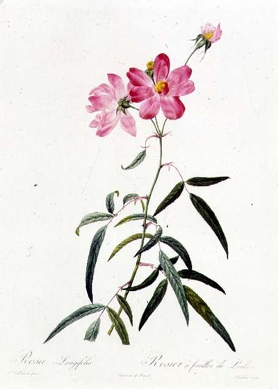 Rosa Longifolia door Pierre Joseph Redouté