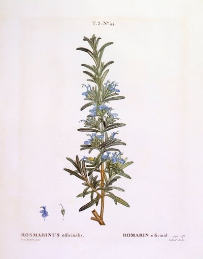 Rozemarijn (Rosmarinus officinalis), botanische plaat door Pierre Joseph Redouté door Pierre Joseph Redouté