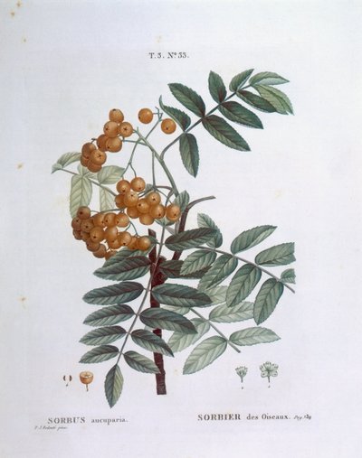 Lijsterbes of Europese lijsterbes (Sorbus aucuparia), Henry Louis Duhamel du Monceau, botanische plaat door Pierre Joseph Redouté door Pierre Joseph Redouté