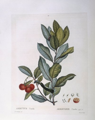Aardbeiboom (Arbutus unedo), botanische plaat door Pierre Joseph Redouté door Pierre Joseph Redouté