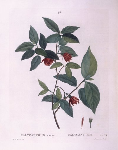 Specerijstruik (Calycanthus nanus), botanische plaat door Pierre Joseph Redouté door Pierre Joseph Redouté