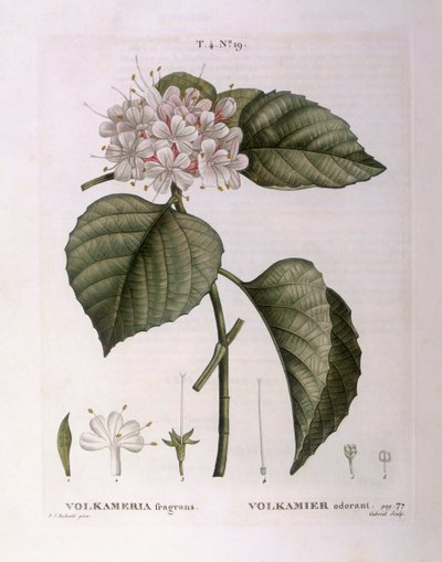 Volkameria fragrans, botanische plaat door Pierre Joseph Redouté door Pierre Joseph Redouté