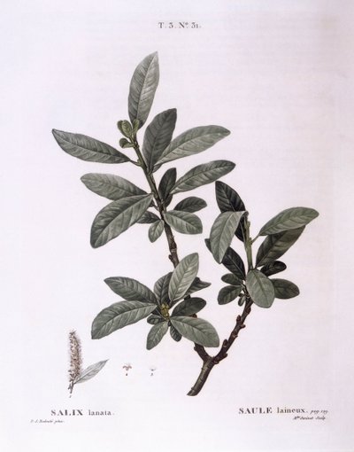 Wilg (Salix lanata), botanische plaat door Pierre Joseph Redouté door Pierre Joseph Redouté