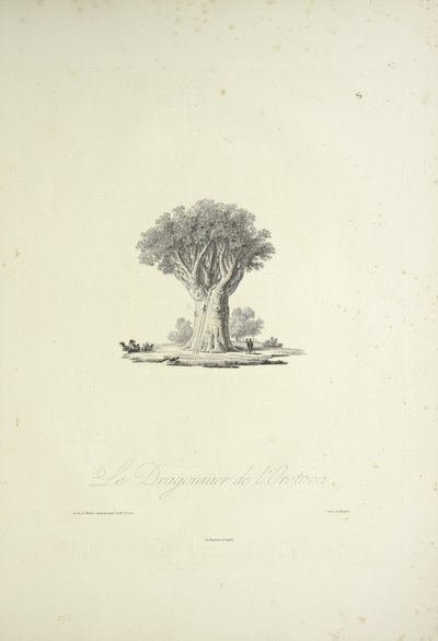 De Drakenboom van Orotava, gegraveerd door Bouquet, illustratie uit 