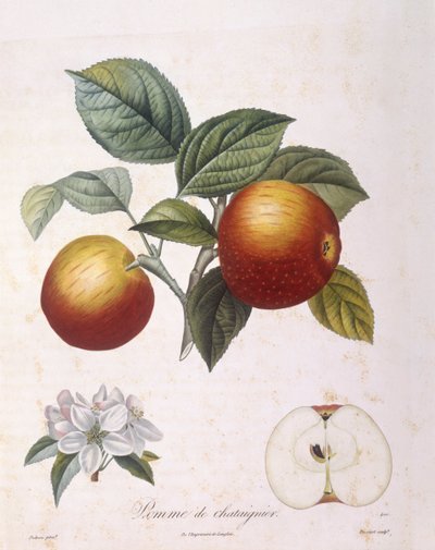 Appel 