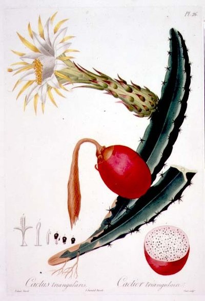 Cactus Triangularis, plaat 26 uit 