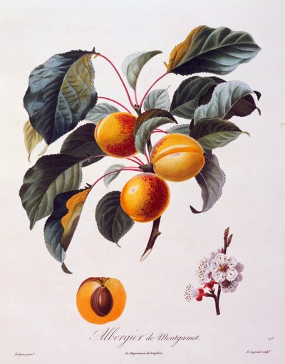 Vruchten en bloemen van abrikoos Albergier De Montgamet, circa 1846, gekleurde gravure door Pierre-Antoine Poiteau uit Pomologie Française, Frankrijk door Pierre Antoine (after) Poiteau