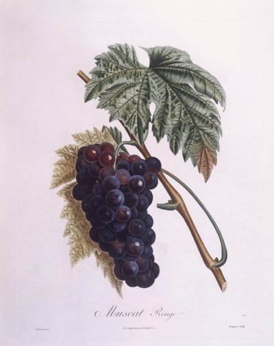 Muskaatdruivenstok (Vitis vinifera), botanische plaat door Pierre Antoine Poiteau door Pierre Antoine (after) Poiteau